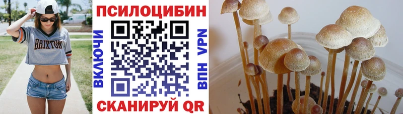 Галлюциногенные грибы Psilocybe  Нижневартовск 
